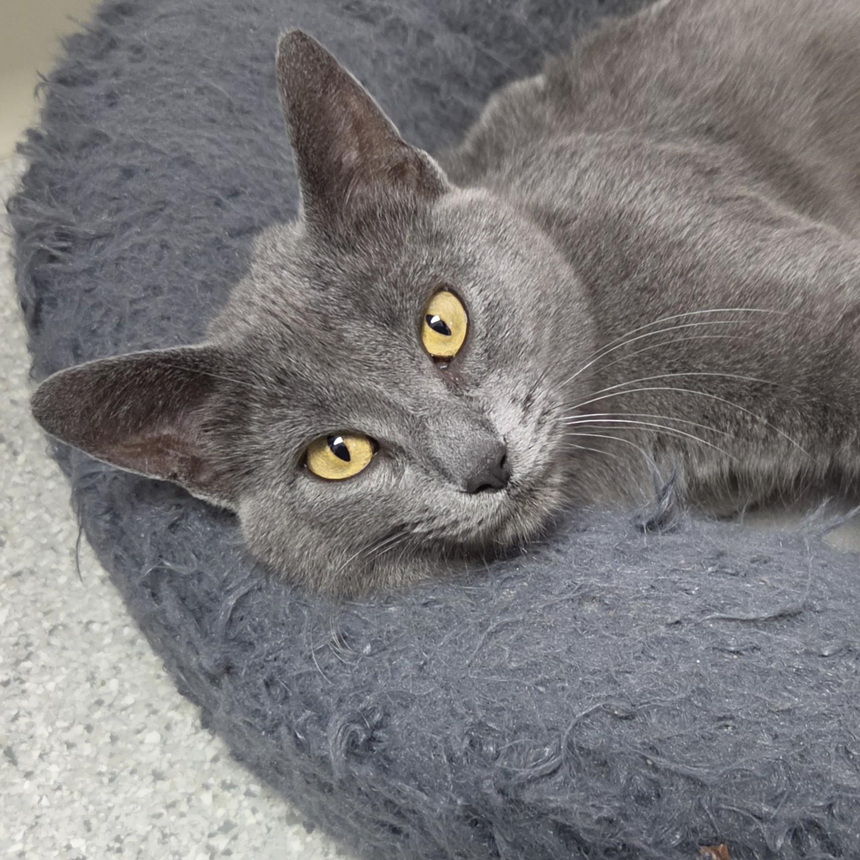 Spill, a ADOPTABLE Domestic Short Hair in Marshfield, WI image 2/6