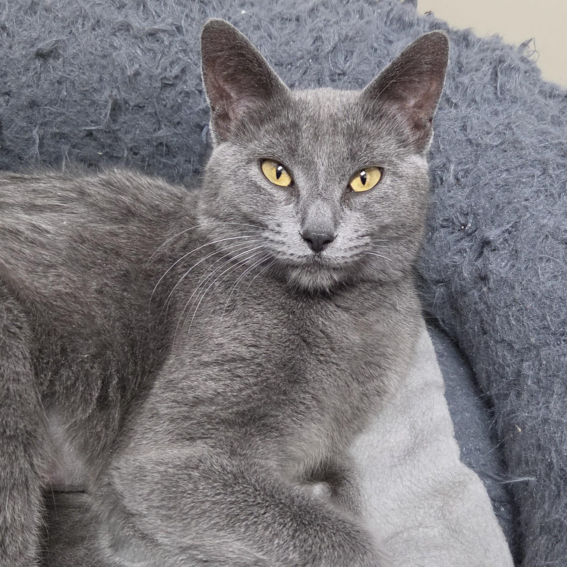 Spill, a ADOPTABLE Domestic Short Hair in Marshfield, WI image 5/6