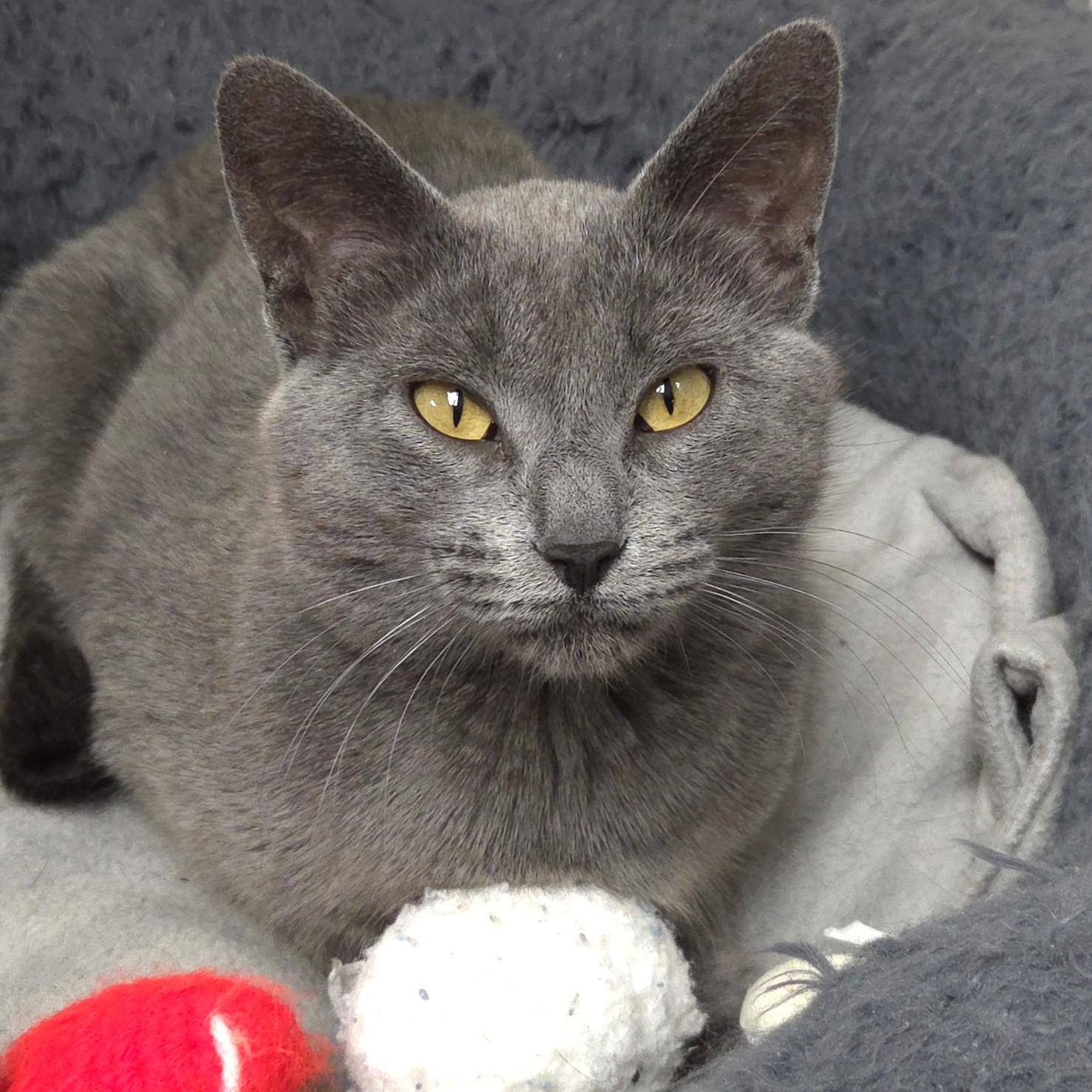 Spill, a ADOPTABLE Domestic Short Hair in Marshfield, WI image 4/6
