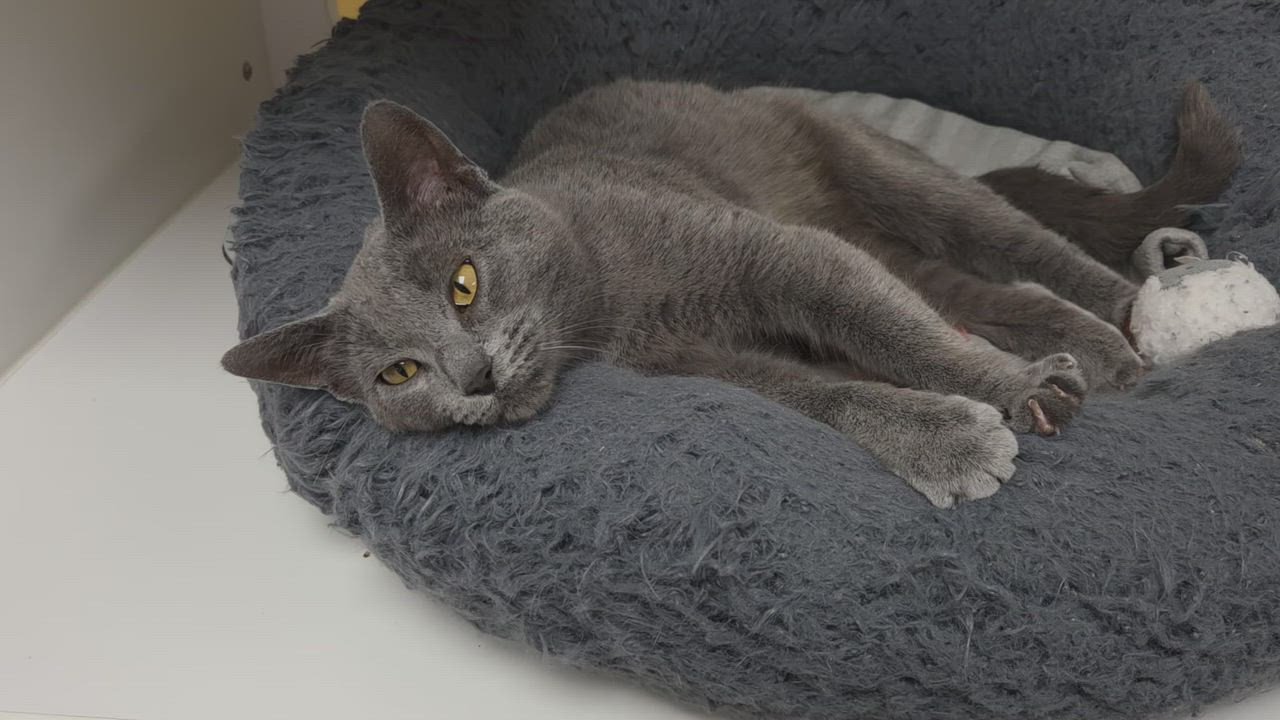 Enlarge Spill, a ADOPTABLE Domestic Short Hair in Marshfield, WI video 6/6