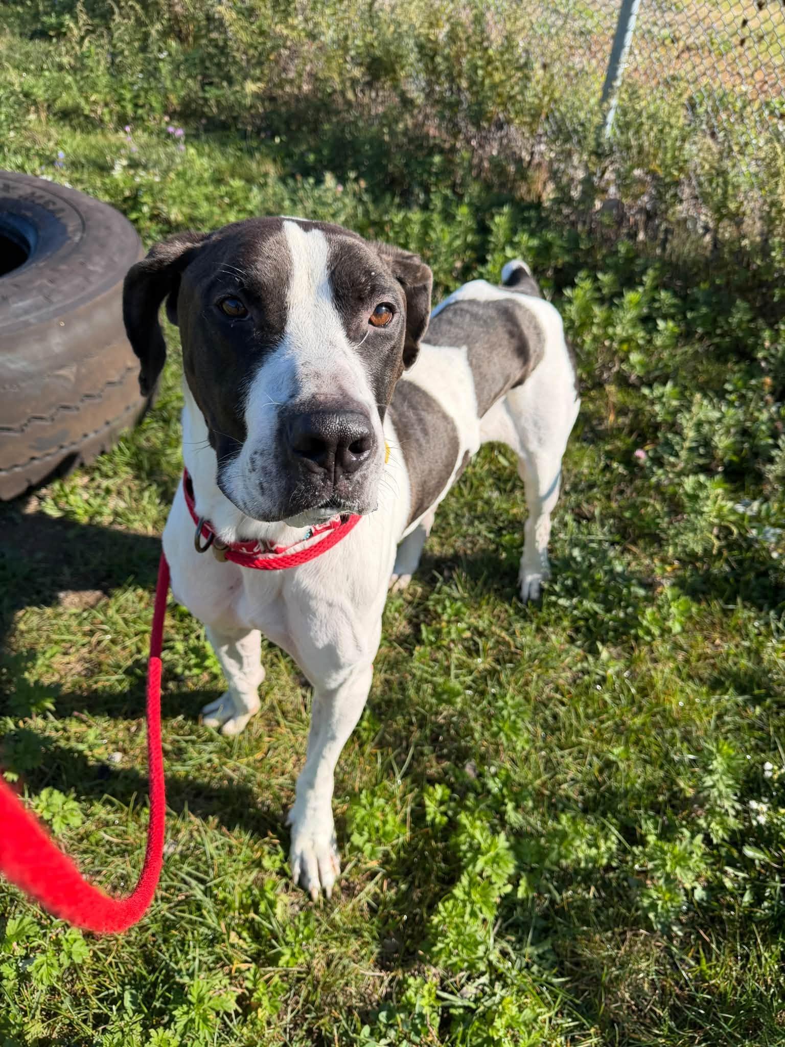 Norman, Adopted, Young Male Great Dane & German Shorthaired Pointer.