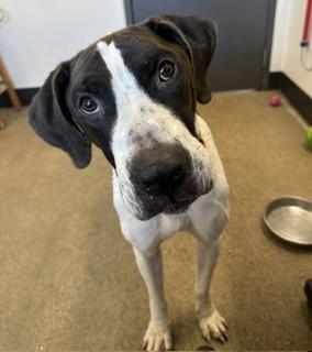 Enlarge Norman, a Adopted mixed breed in Cleveland, OH image 4/4