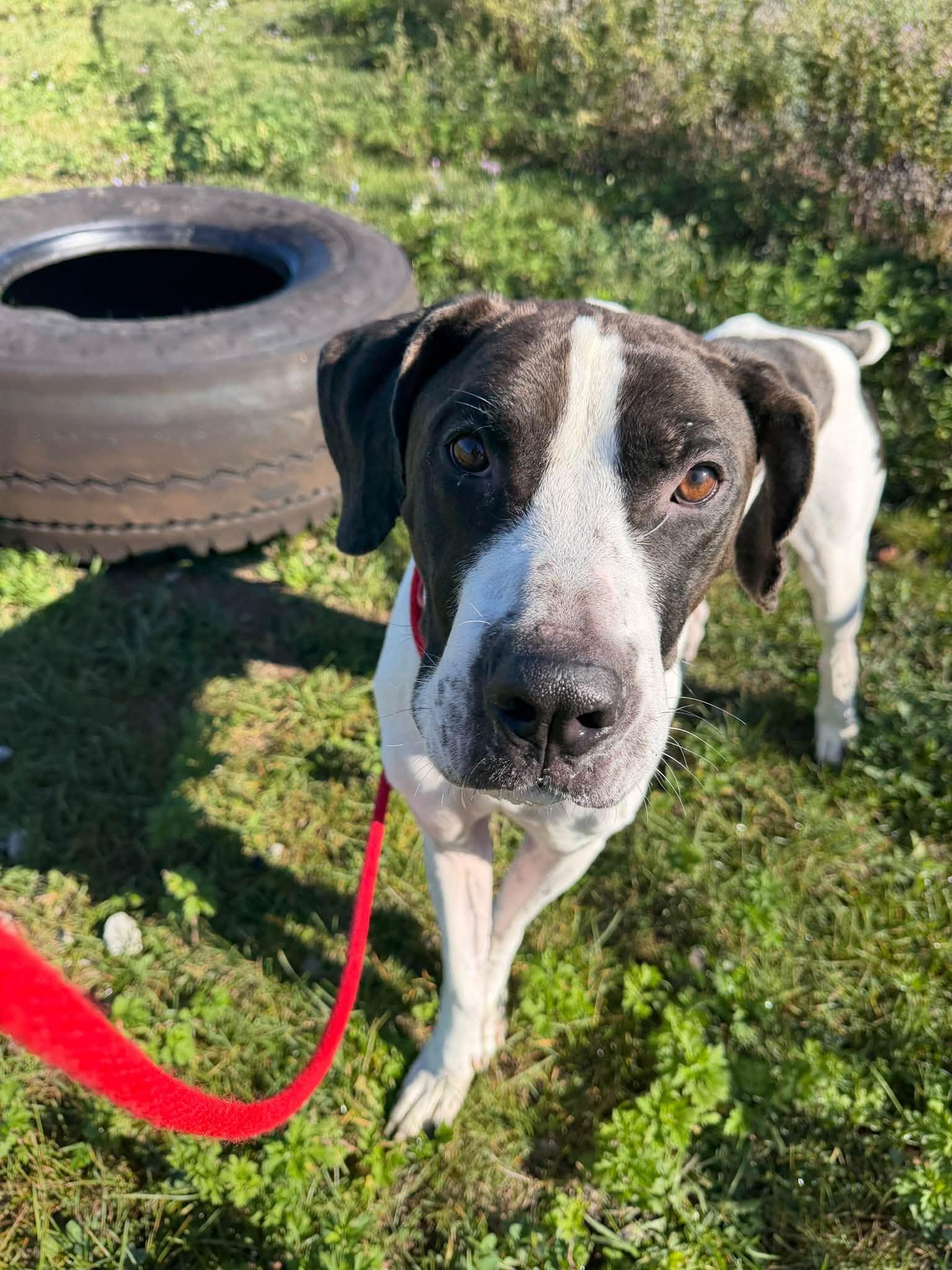 Enlarge Norman, a Adopted mixed breed in Cleveland, OH image 2/4