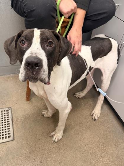 Enlarge Norman, a Adopted mixed breed in Cleveland, OH image 3/4