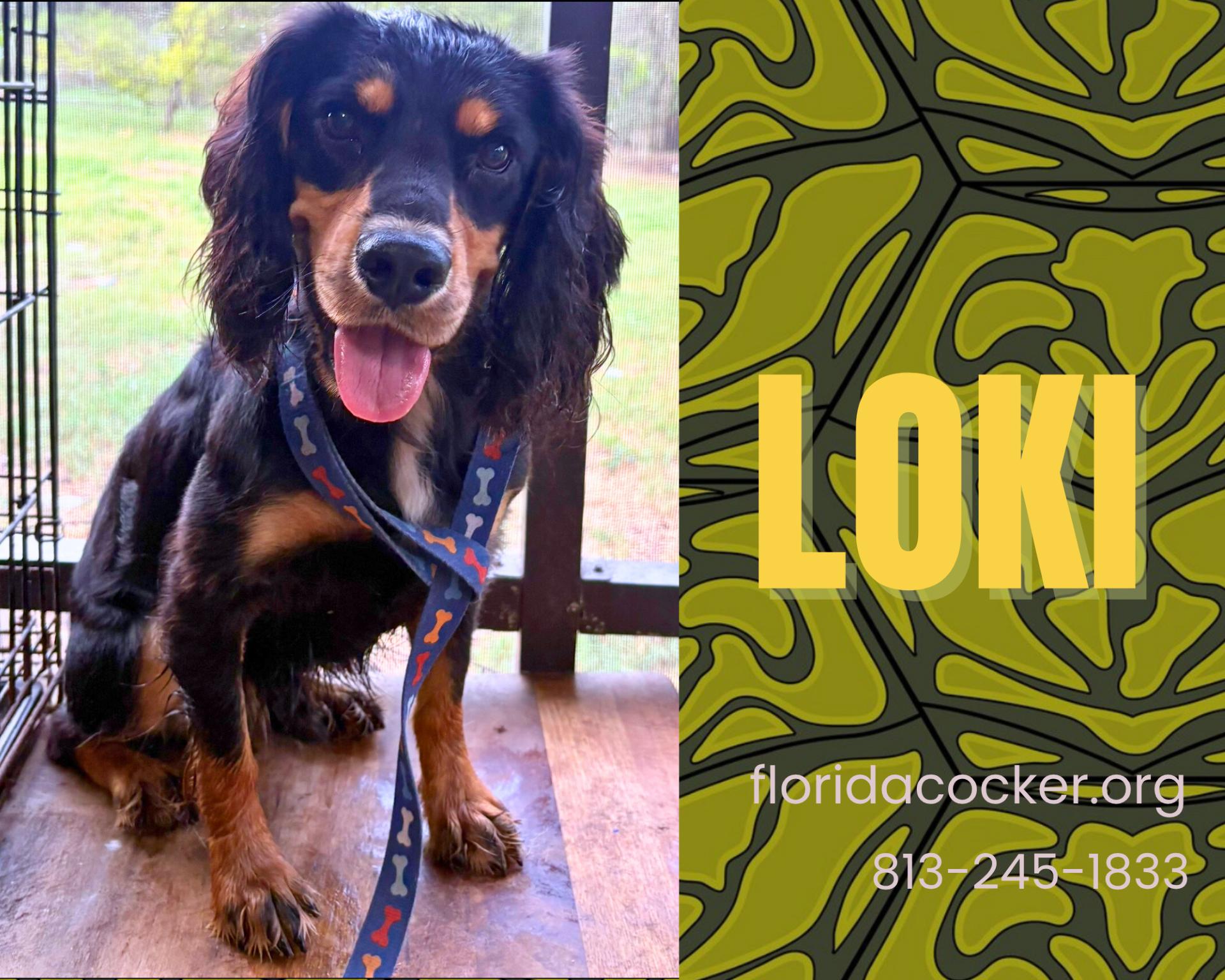 Loki, Adopted, Adult Male Cocker Spaniel.