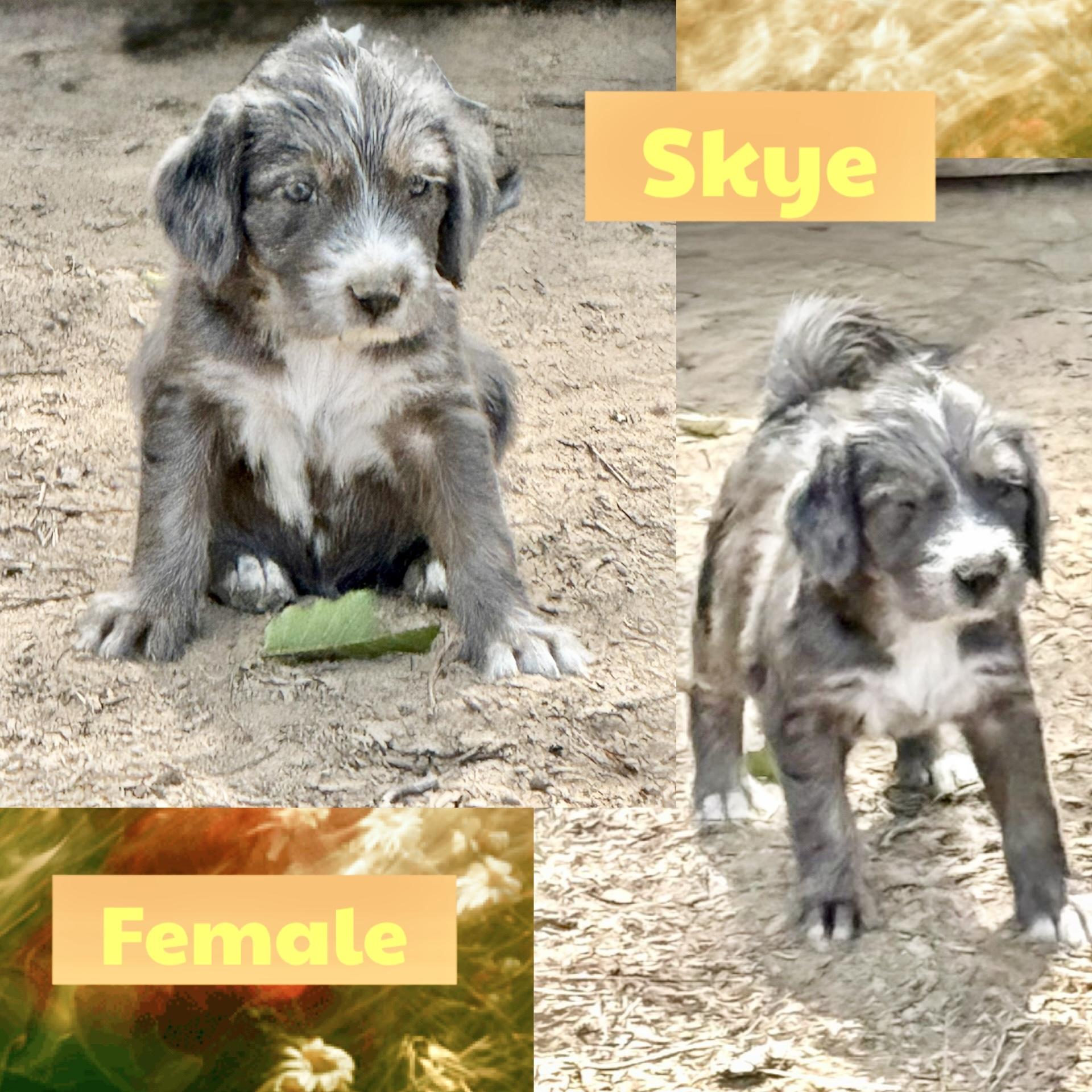 Enlarge Skye, a Adopted Terrier in Manchester, CT image 1/2