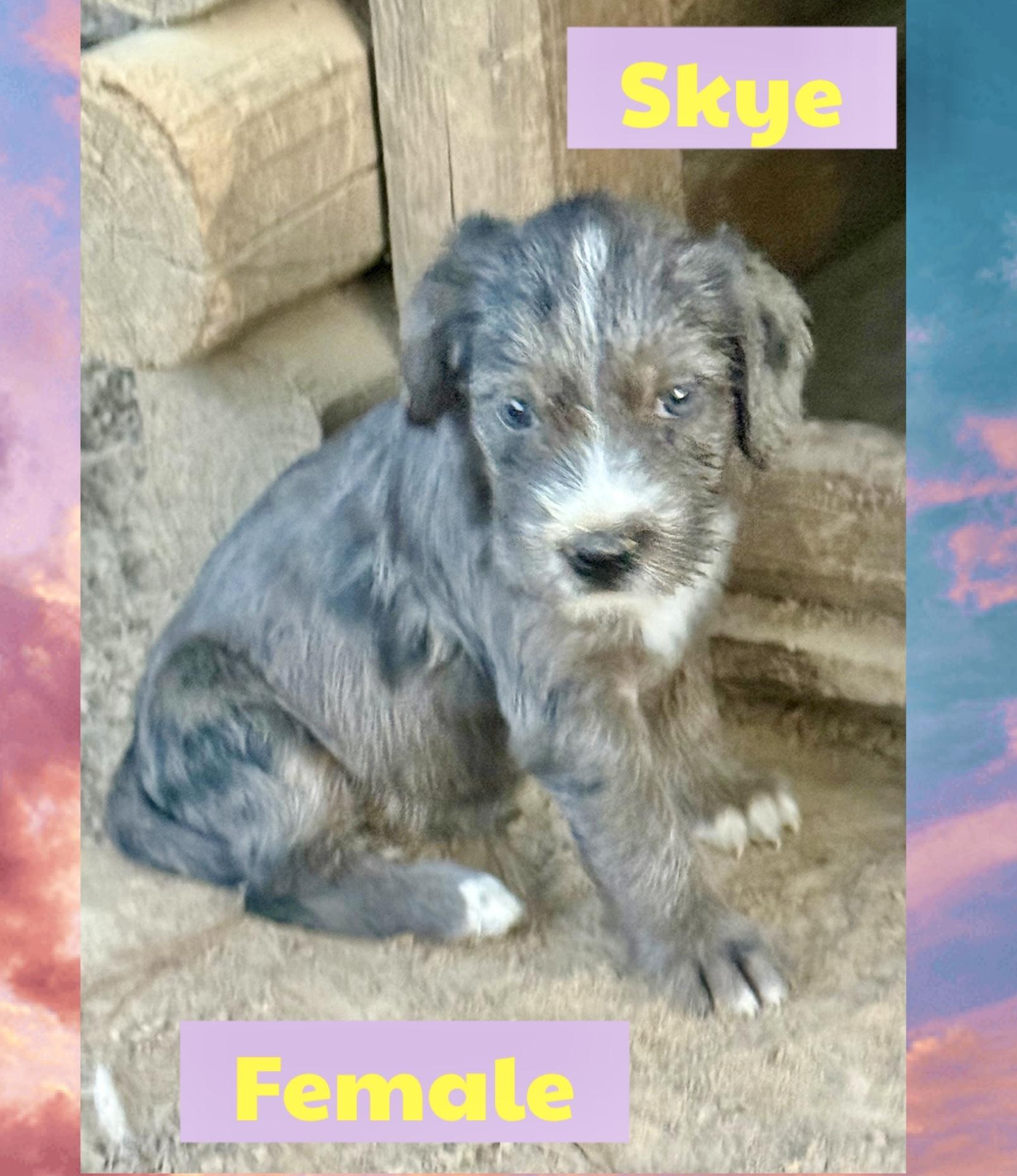 Enlarge Skye, a Adopted Terrier in Manchester, CT image 2/2