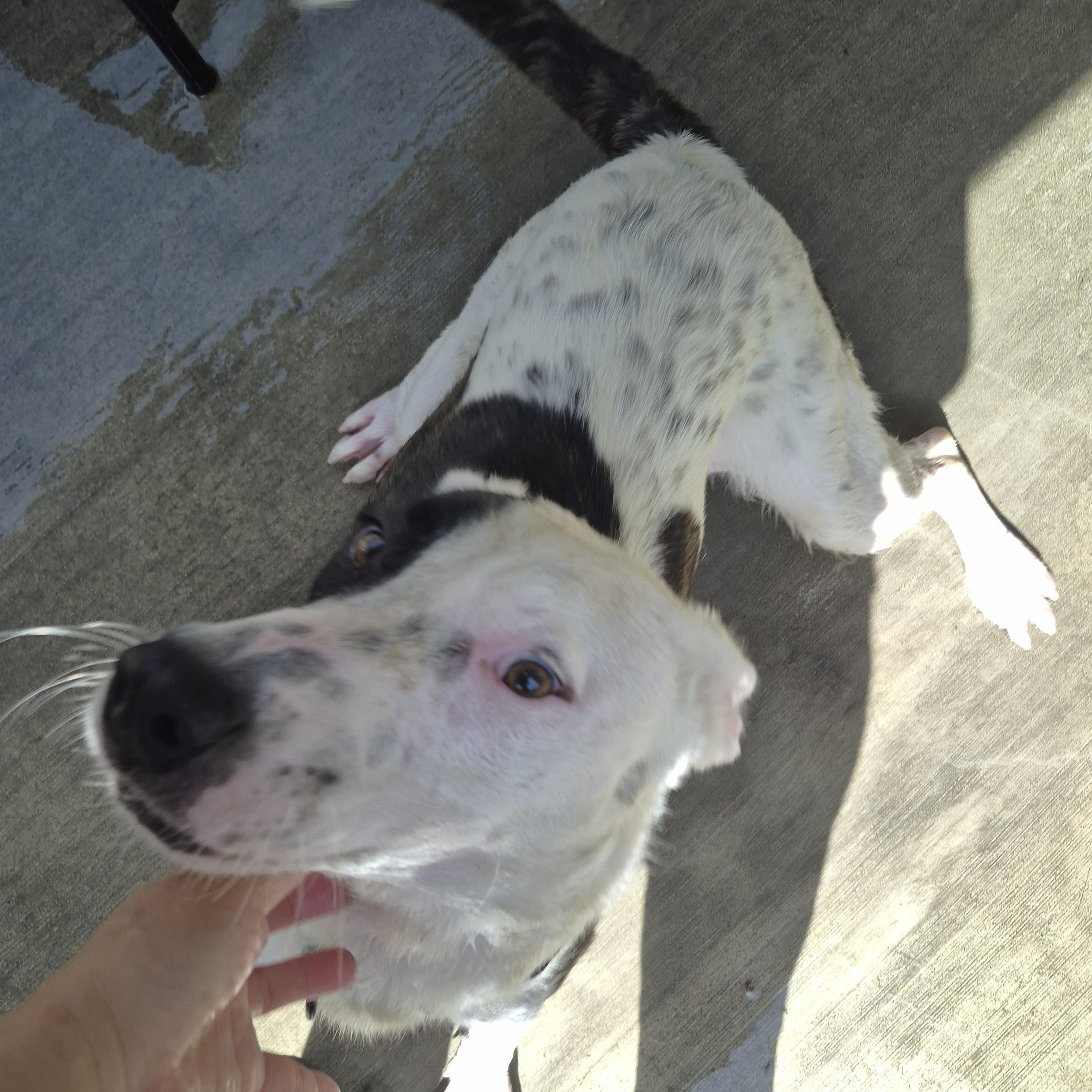 Dottie Dot Connect The thumbnail 2