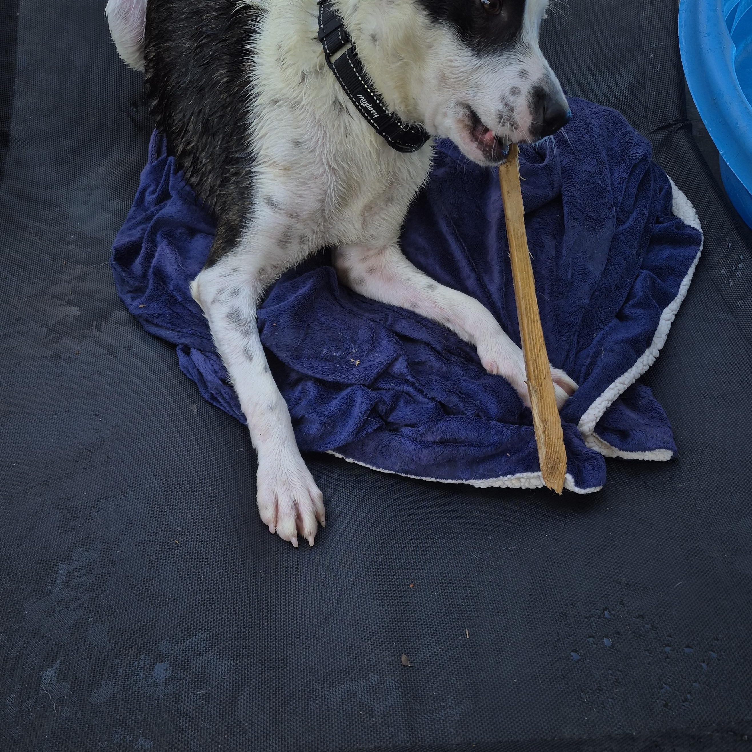 Dottie Dot Connect The thumbnail 3