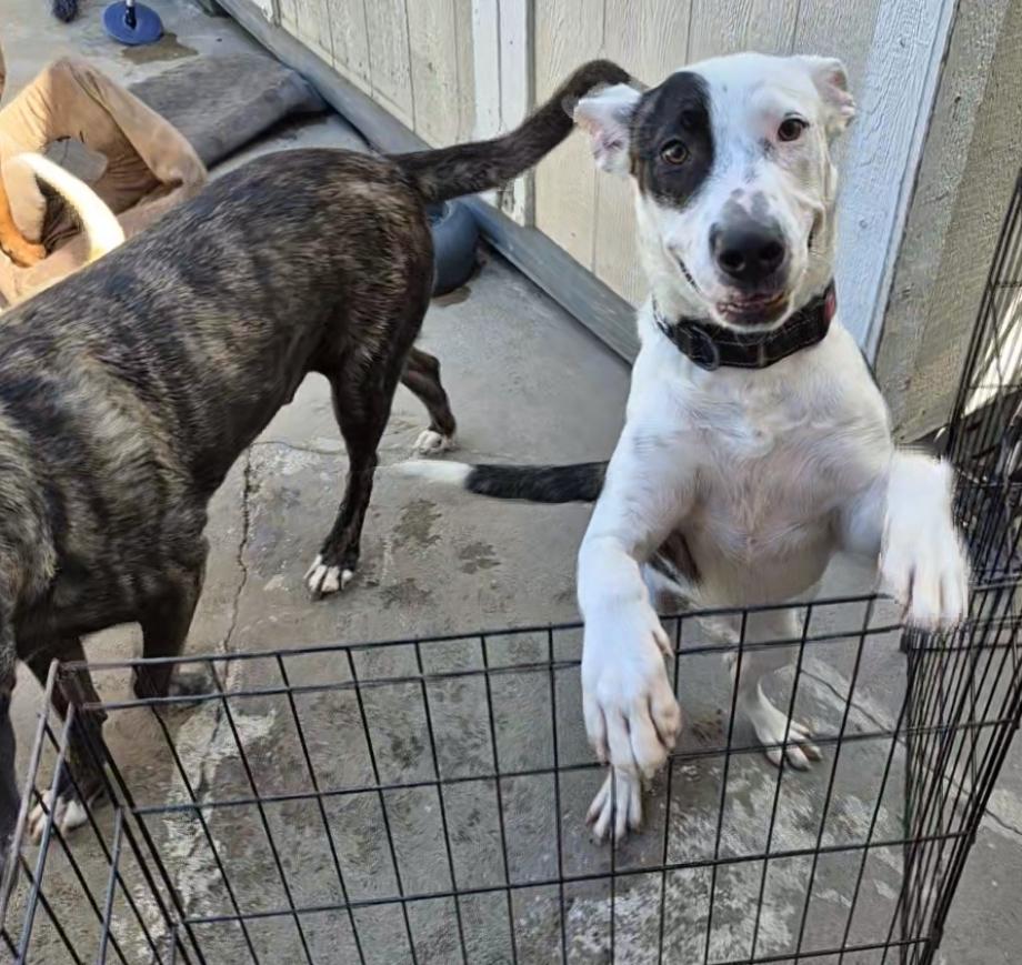 Dottie Dot Connect The