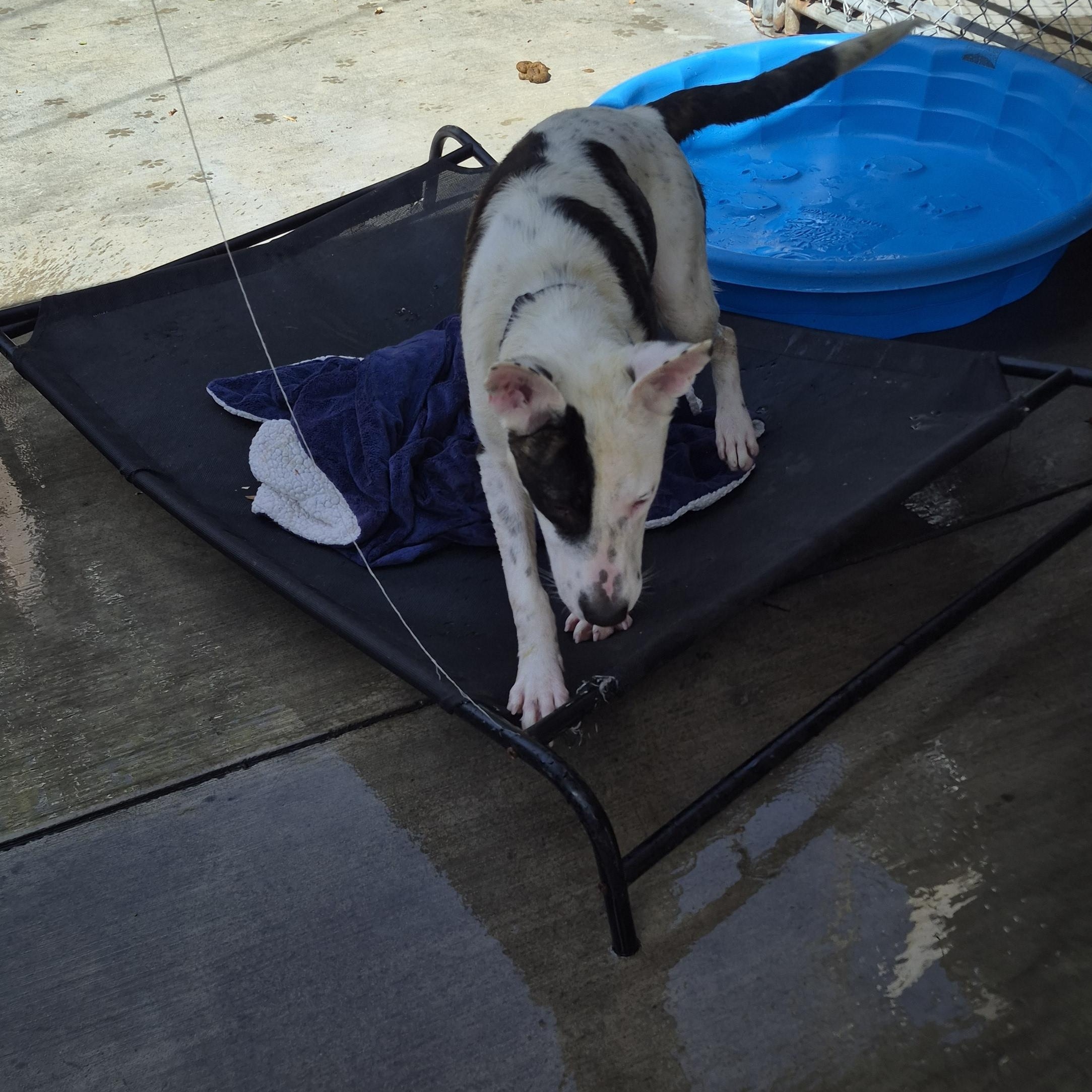 Dottie Dot Connect The thumbnail 4