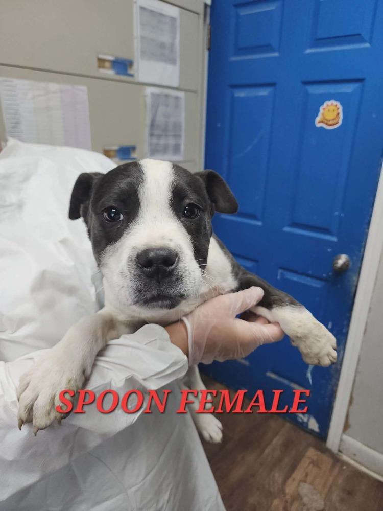 Spoon, Adopted, Puppy Female Pit Bull Terrier.