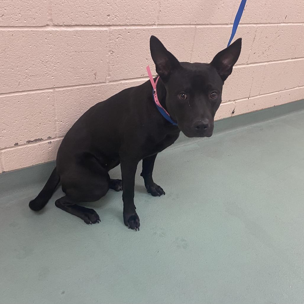 Ellie, Adoptable, Adult Female Mixed Breed.