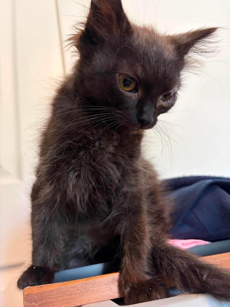 Kinsley, Adoptable, Kitten Female Domestic Long Hair.