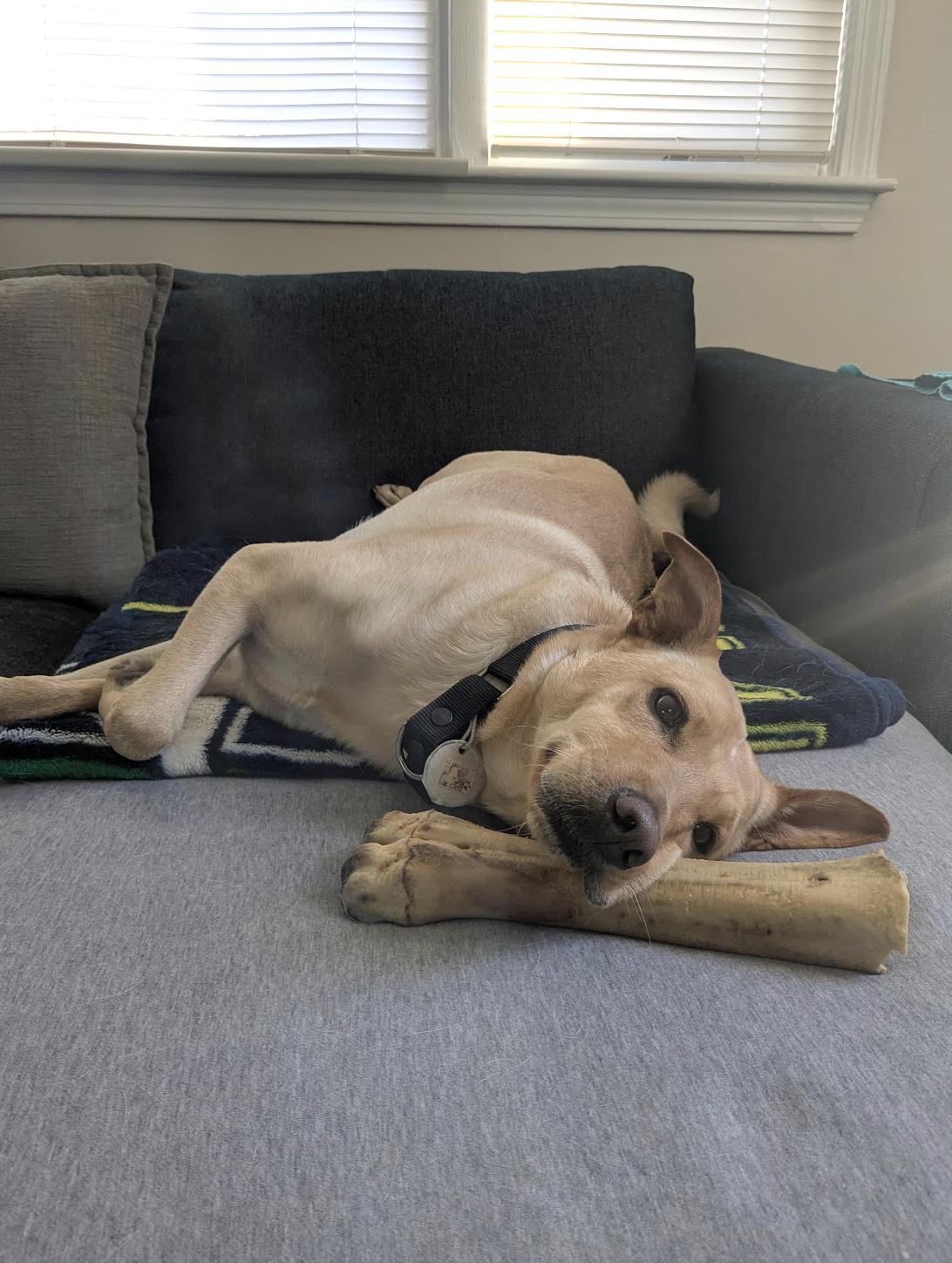 Bonita — thumbnail 3