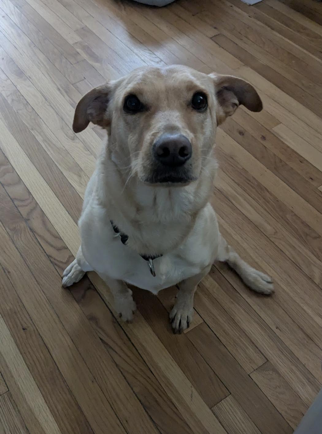 Bonita — thumbnail 4