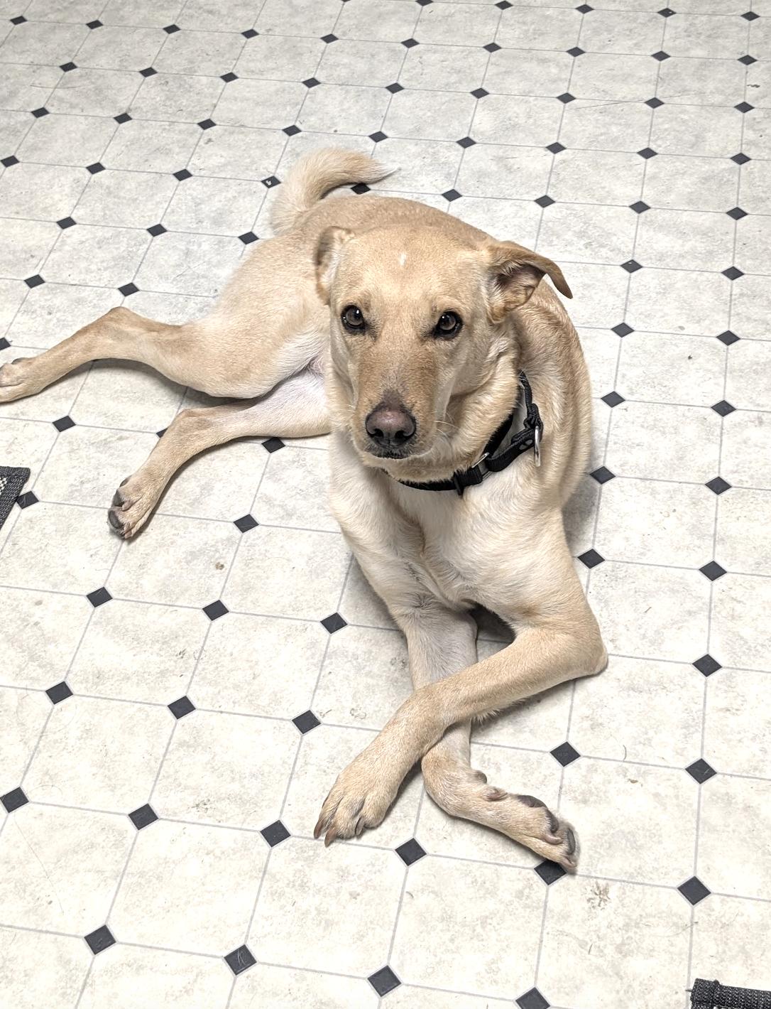 Bonita — thumbnail 5