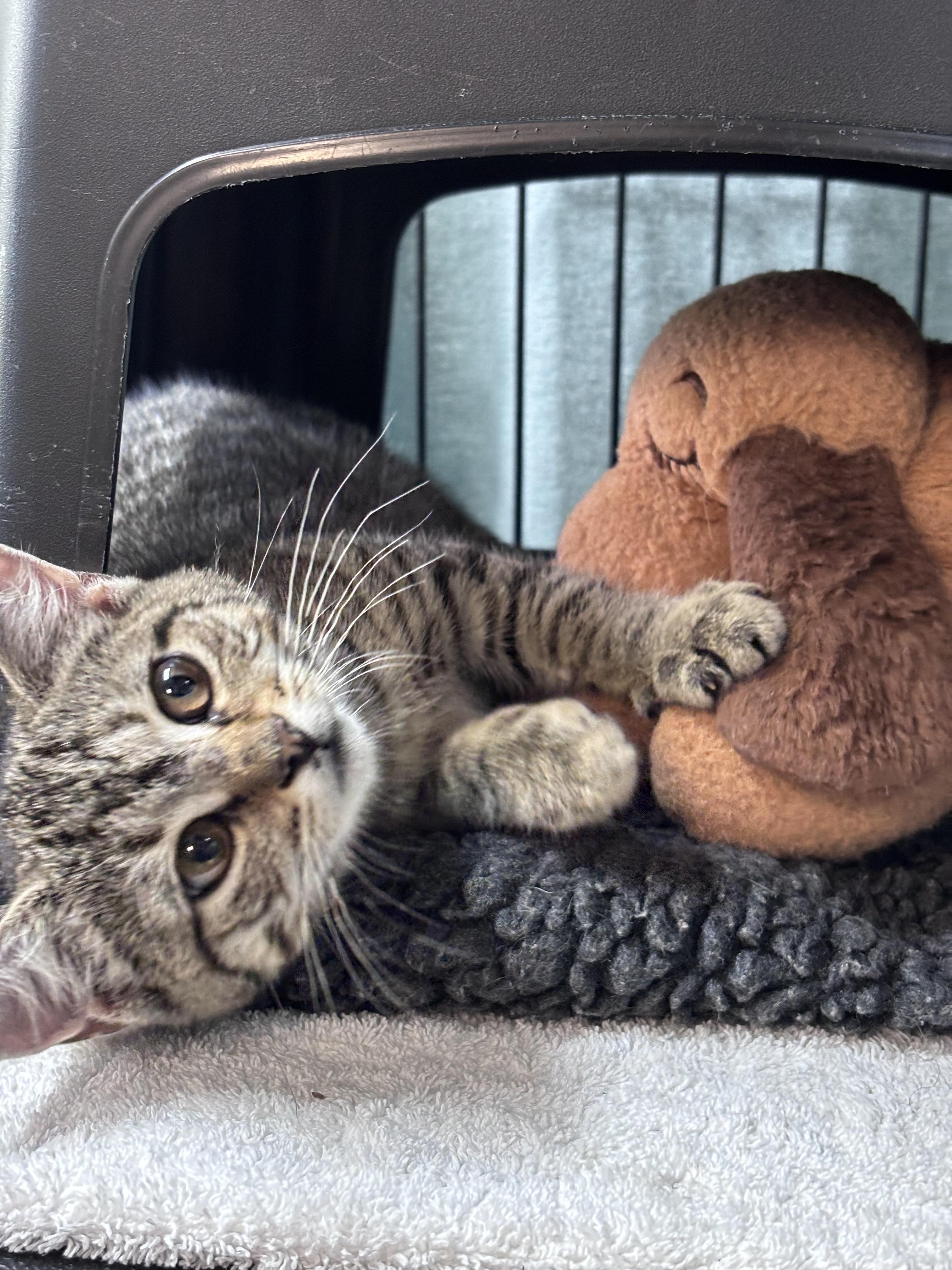 Enlarge Marina (IN TRIAL ADOPTION), a Adoptable Domestic Short Hair in Nantucket, MA image 2/2