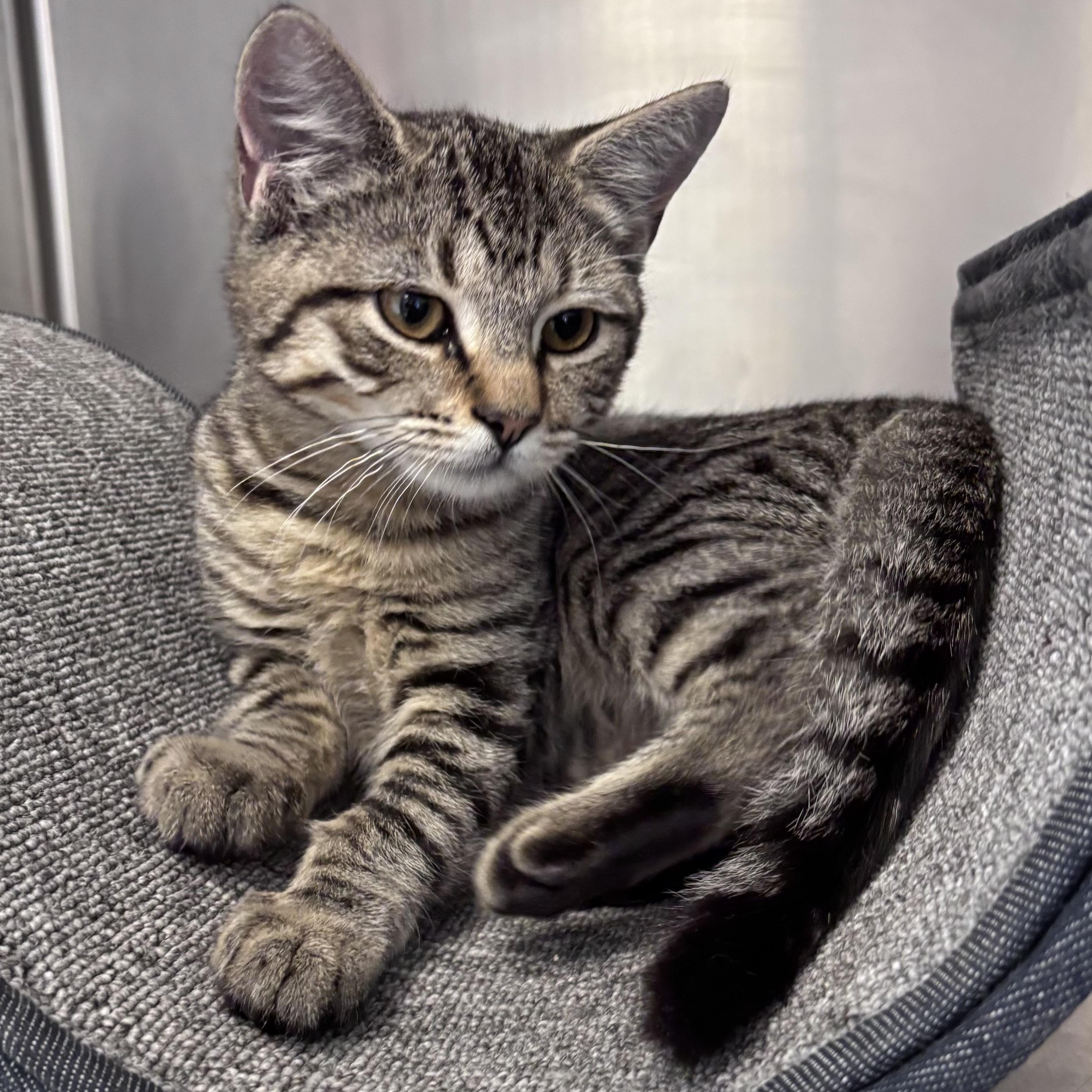 Marina (IN TRIAL ADOPTION), Adoptable, Kitten Female Domestic Short Hair.