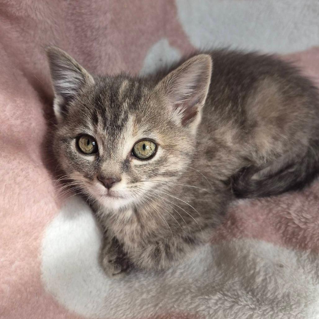 Galadriel, Adoptable, Kitten Female Domestic Short Hair.