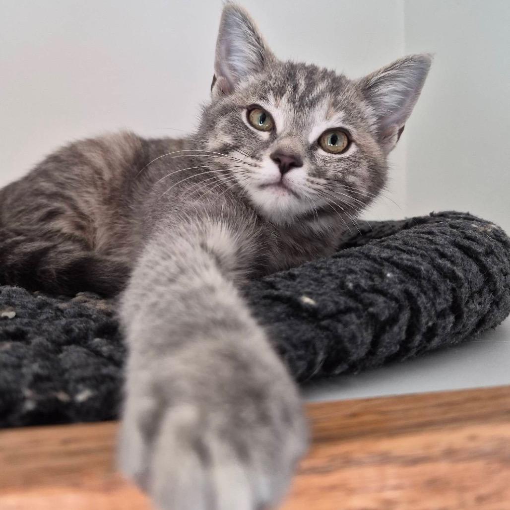 Enlarge Galadriel, a Adoptable Domestic Short Hair in Louisville, KY image 2/6