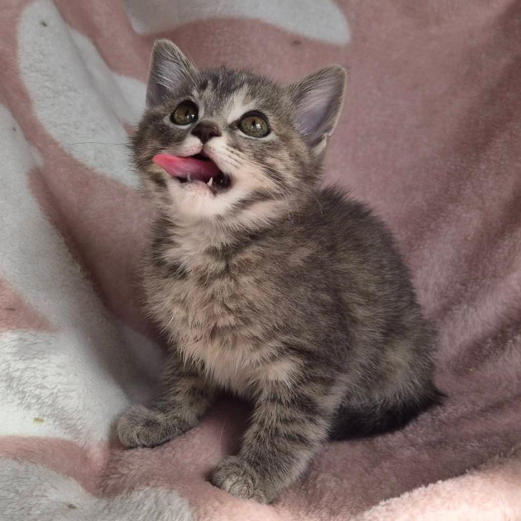Enlarge Galadriel, a Adoptable Domestic Short Hair in Louisville, KY image 3/6