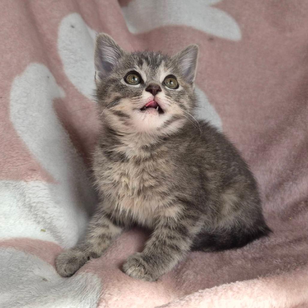 Enlarge Galadriel, a Adoptable Domestic Short Hair in Louisville, KY image 4/6