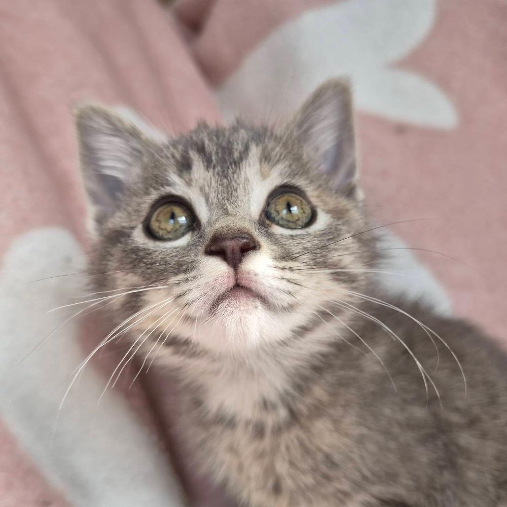 Enlarge Galadriel, a Adoptable Domestic Short Hair in Louisville, KY image 5/6