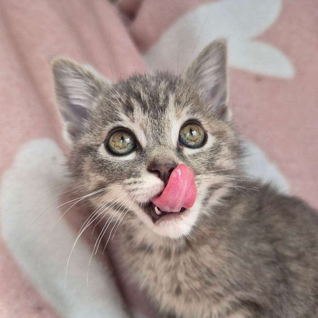 Enlarge Galadriel, a Adoptable Domestic Short Hair in Louisville, KY image 6/6
