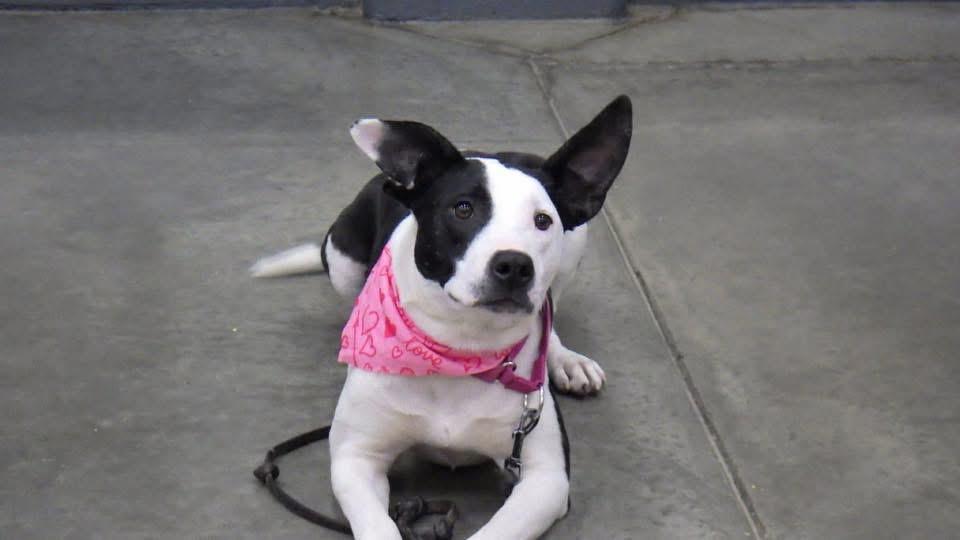 Maisy, an adoptable Mixed Breed in Manhattan, KS image 4/6
