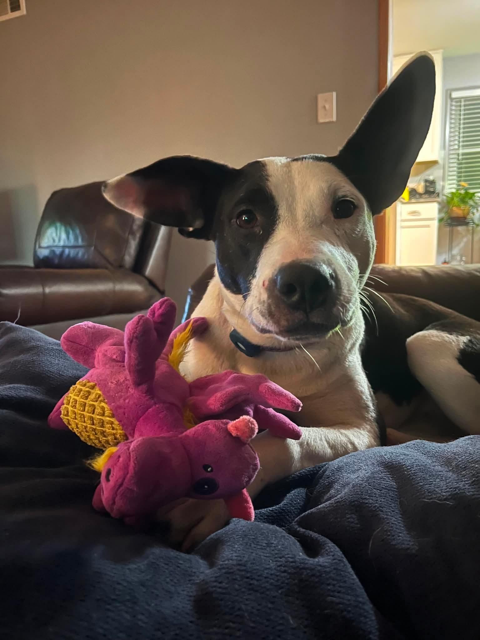 Maisy, adoptable, Young Female Mixed Breed.