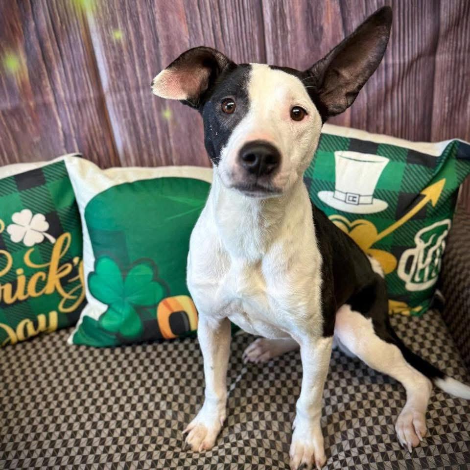 Maisy, an adoptable Mixed Breed in Manhattan, KS image 3/6