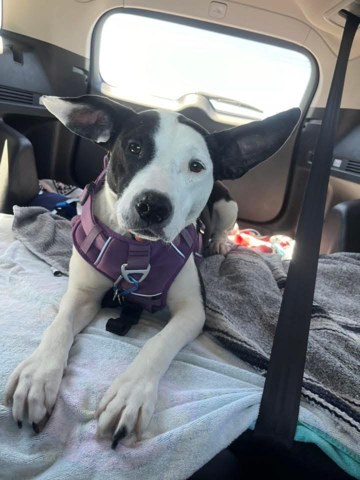 Maisy, adoptable, Young Female Mixed Breed.