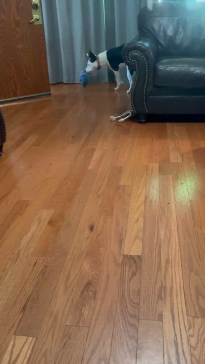 Enlarge Maisy, an adoptable Mixed Breed in Manhattan, KS video 5/6