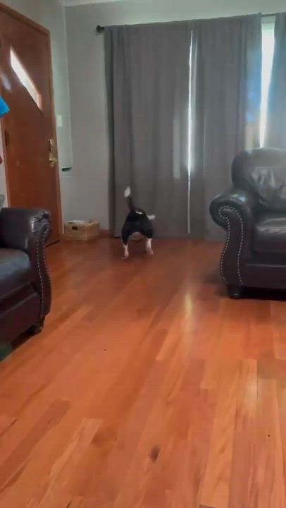 Enlarge Maisy, an adoptable Mixed Breed in Manhattan, KS video 6/6