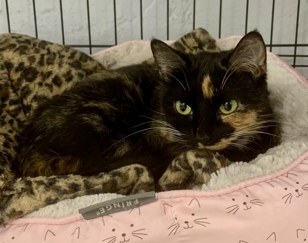Nora and Stephie, an adopted Domestic Short Hair in Freeport, NY image 4/4