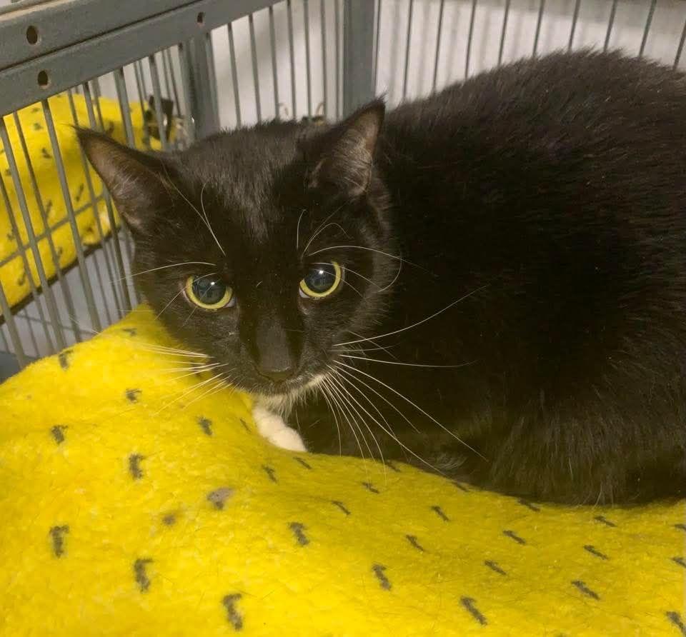 Nora and Stephie, an adopted Domestic Short Hair in Freeport, NY image 2/4