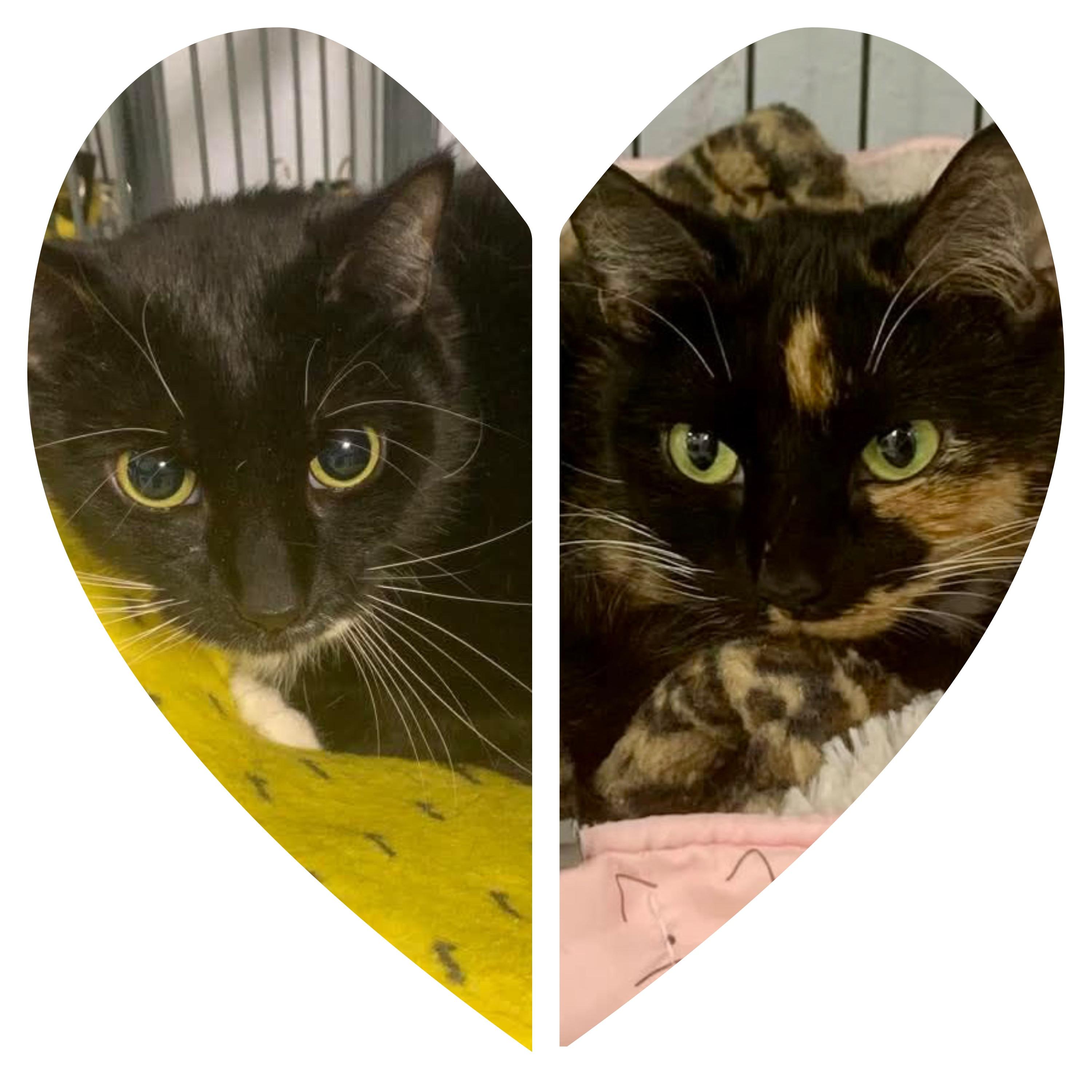 Nora and Stephie, adopted, Young Female Domestic Short Hair.