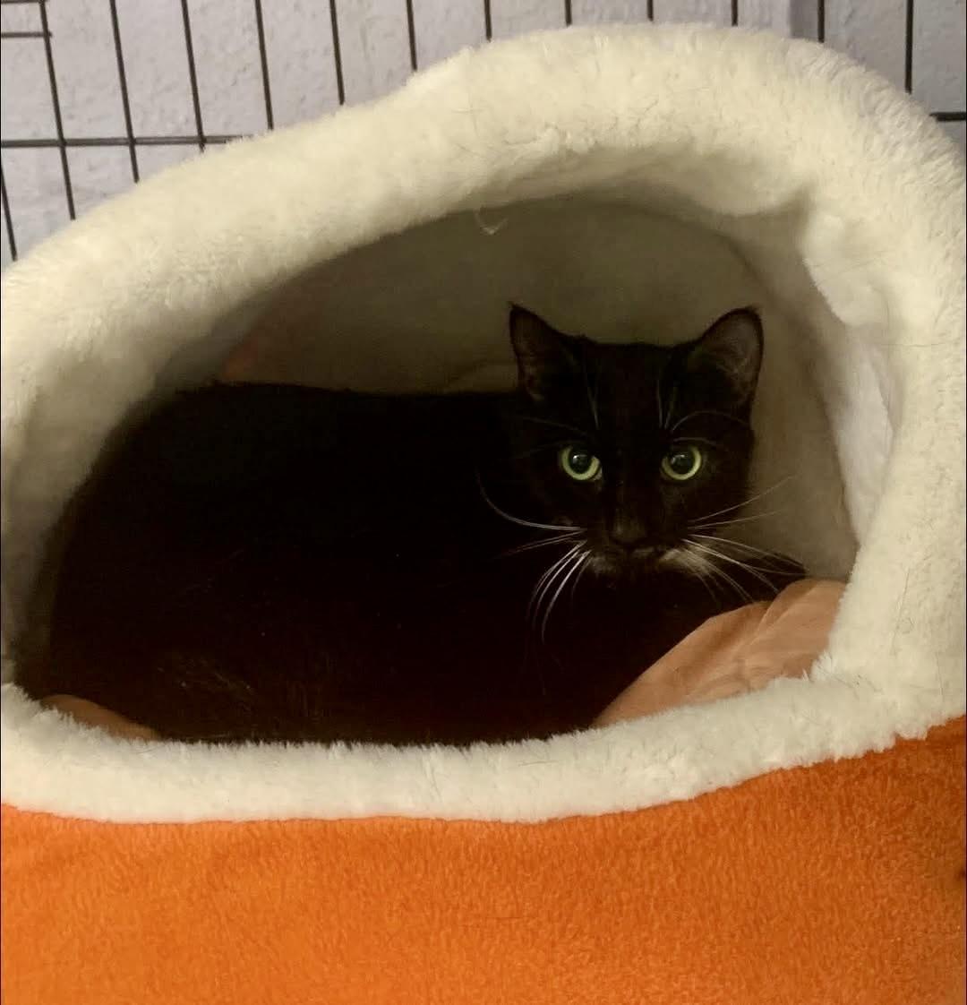 Nora and Stephie, an adopted Domestic Short Hair in Freeport, NY image 3/4