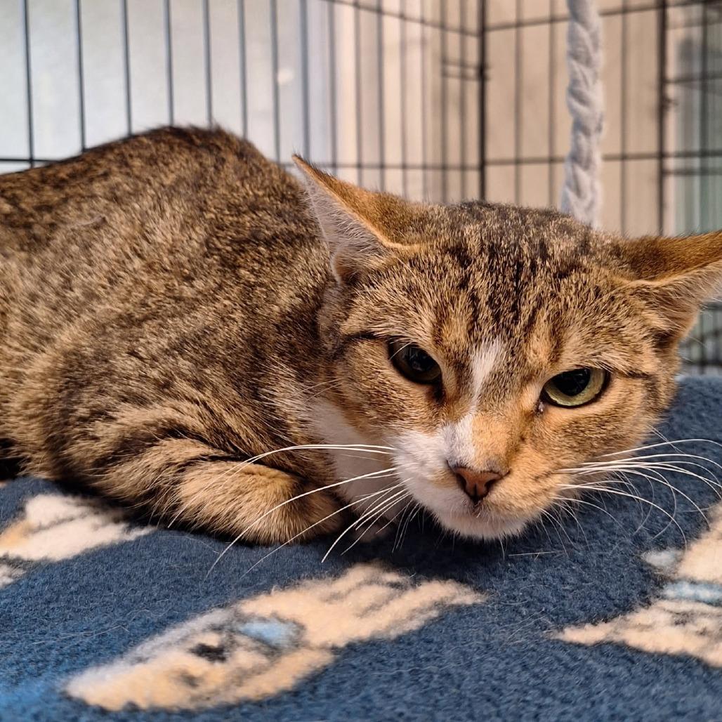Enlarge Caterpillar, a Adoptable Domestic Short Hair in Attica, NY image 1/2