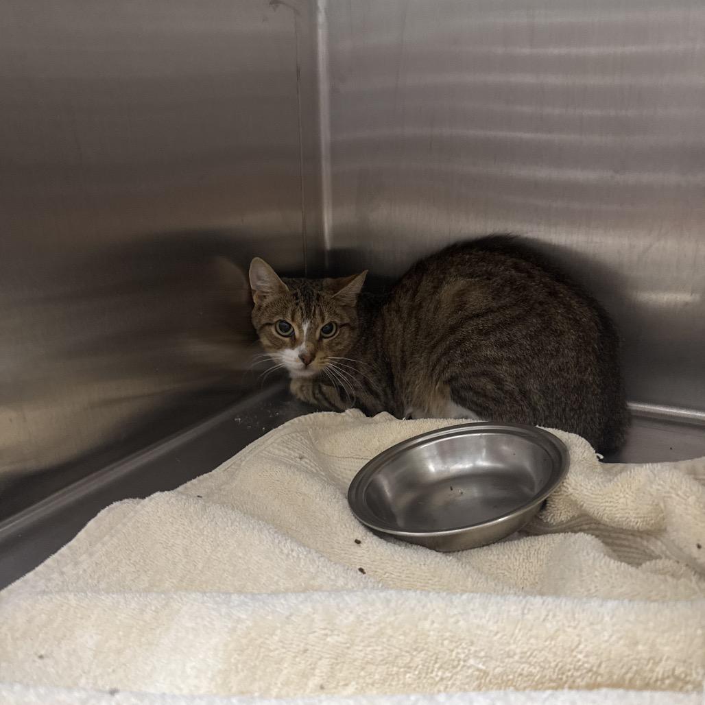 Enlarge Caterpillar, a Adoptable Domestic Short Hair in Attica, NY image 2/2