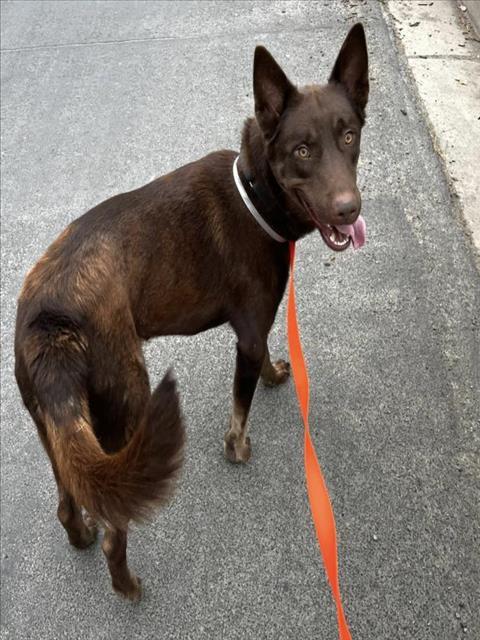Enlarge HERBIE, a Adoptable mixed breed in Martinez, CA image 1/1