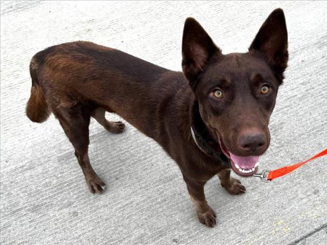 HERBIE, Adoptable, Adult Male German Shepherd Dog & Mixed Breed.