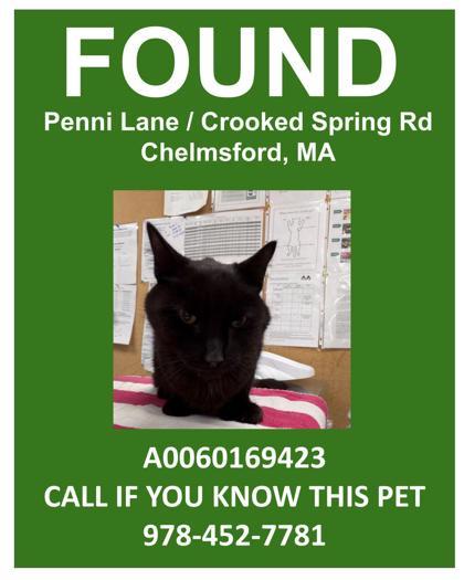 Enlarge Velveeta, a Adoptable mixed breed in Lowell, MA image 1/3