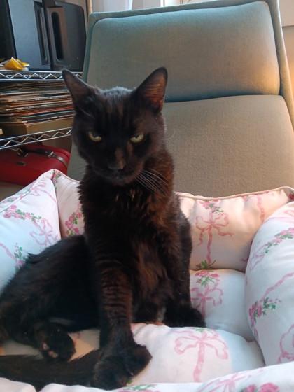 Enlarge Velveeta, a Adoptable mixed breed in Lowell, MA image 2/3