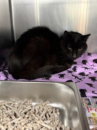 Enlarge Velveeta, a Adoptable mixed breed in Lowell, MA image 3/3