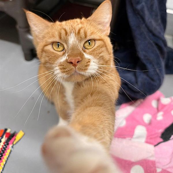Pepe -- Bonded Buddy With Cabezon, Adoptable, Adult Male Domestic Short Hair.