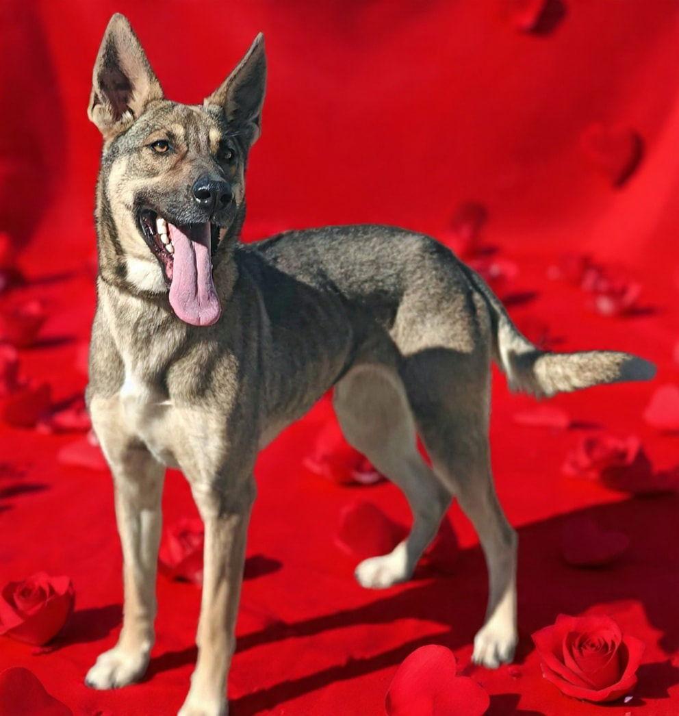 Enlarge Prima 26/020, a Adoptable German Shepherd Dog in Talladega, AL image 1/3