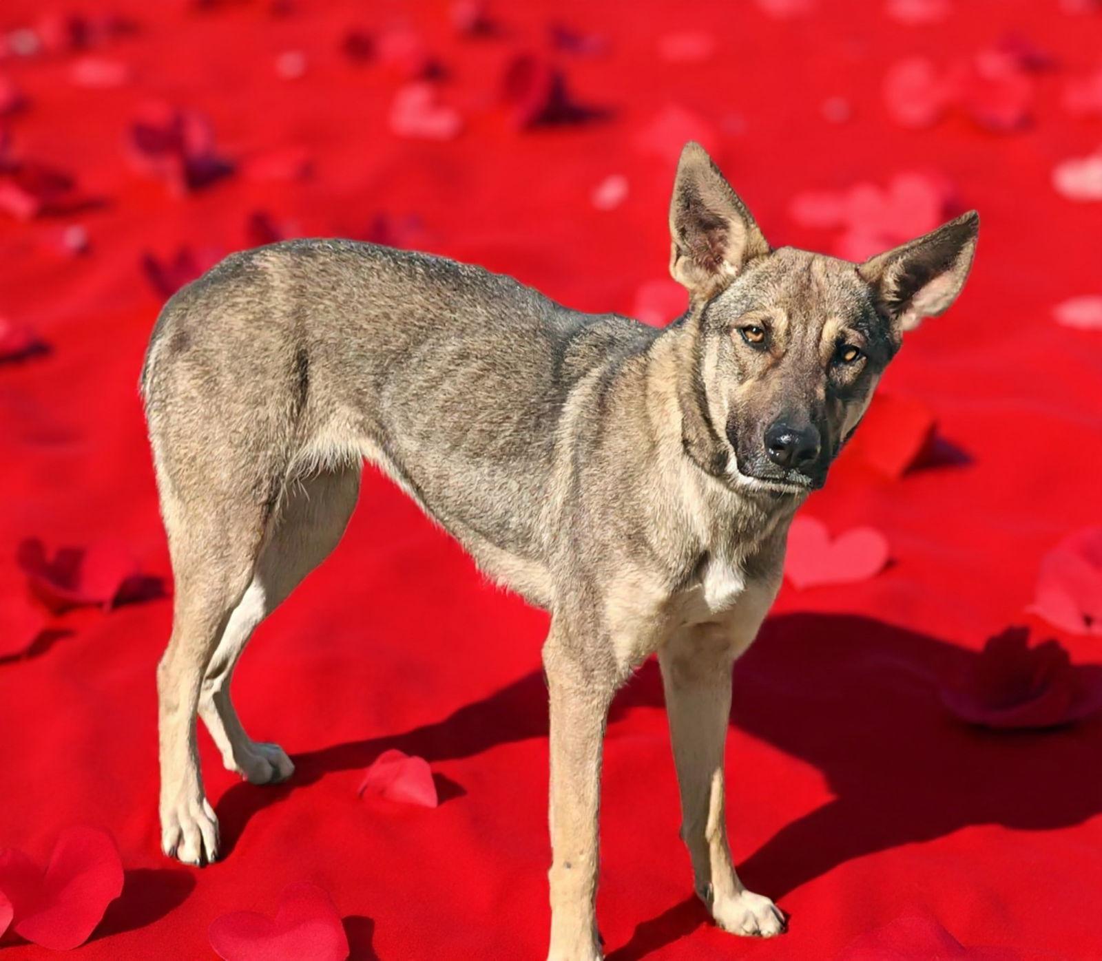 Enlarge Prima 26/020, a Adoptable German Shepherd Dog in Talladega, AL image 2/3