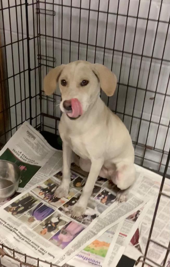 Enlarge Landy, a Adoptable Labrador Retriever in Greenwood, MS image 1/3